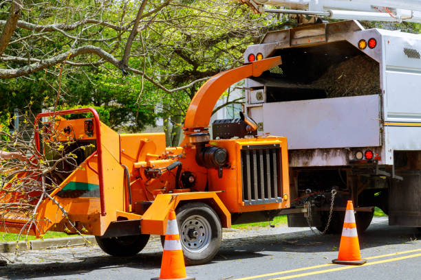 Trusted Byesville, OH Tree Services Experts